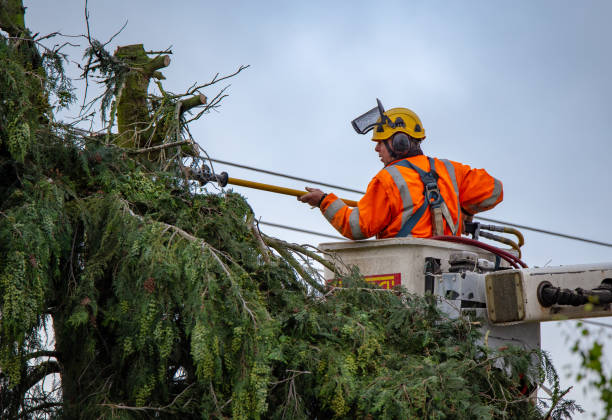 Tree Services